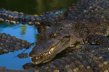 Crocodiles in water