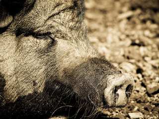 Schweinderl, Detail Gesicht, Fokus auf der Nase, dem Rüssel 4
