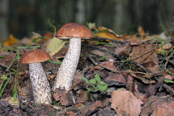 boletus among the fallen yellow leaves