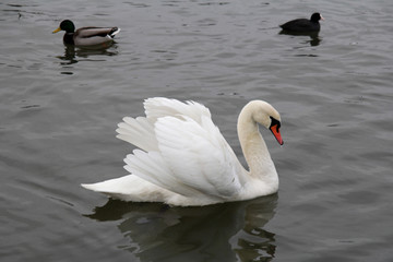 swan