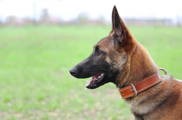 Belgian shepherd malinois
