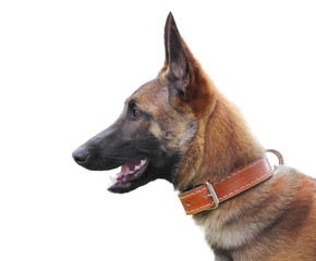 Belgian shepherd malinois isolated over white