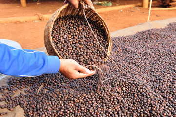 dried robusta coffee was poured from the basket.