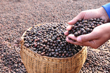 Close up dried  berries coffee beans on hand