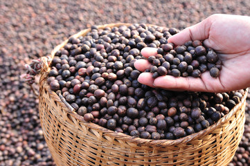 Close up dried  berries coffee beans on hand