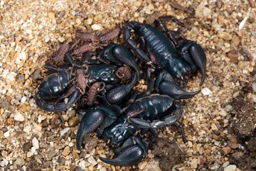 Scorpion and babies