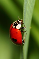 Ladybird on green grass. macro