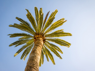 Beautiful palm tree with blue sunny sky