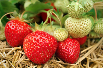 Erdbeeren am Strauch