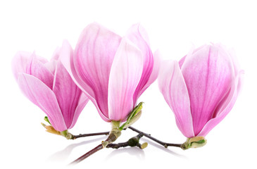 Obraz na płótnie Canvas Trzy magnolia kwiaty na białym tle
