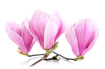 Gordijnen Drei Magnolienblüten auf weiß © Smileus