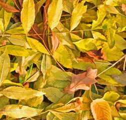 Autumn season