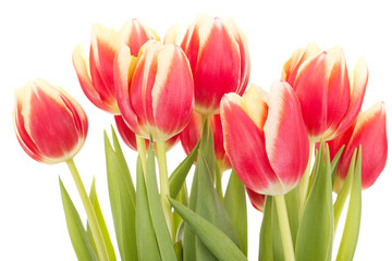 Bunch of tulips