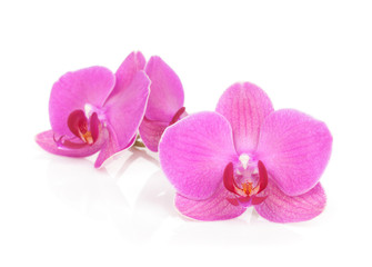 Naklejka na ściany i meble Pink orchid kwiaty