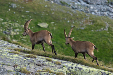 Steinböcke