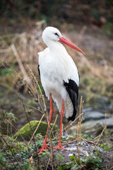 White Stork