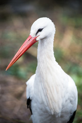 White Stork