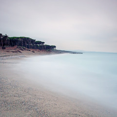 Ocean sand beach bay and pine forest in a bad weather