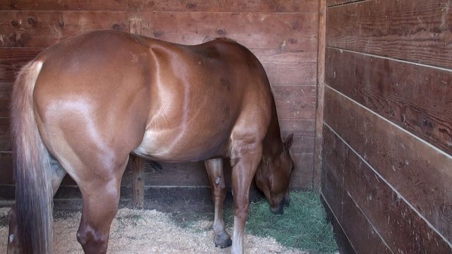 Horse eating hay in the barn