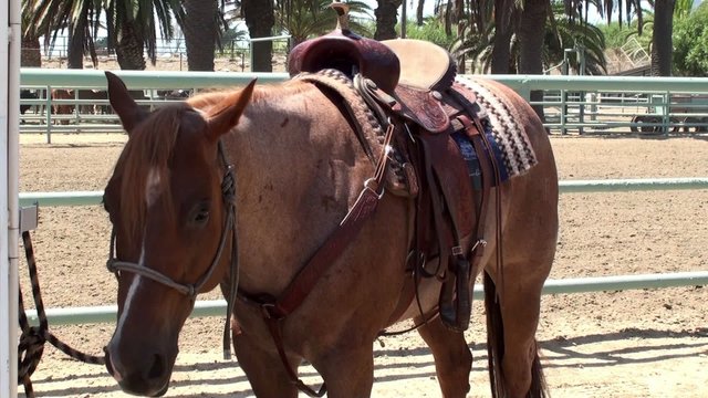 Saddled horse at the manege