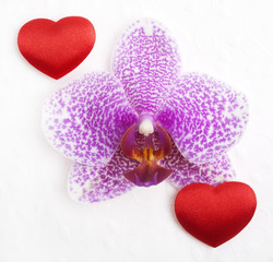 Orchid with hearts on a white background