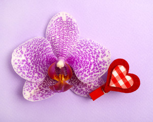 Orchid with heart on purple background
