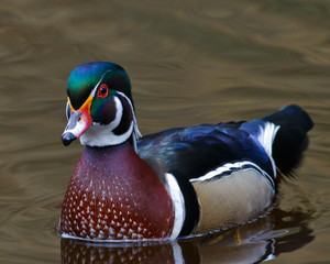 Male Wood Duck
