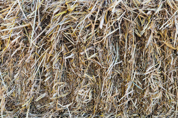 Straw texture background