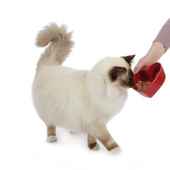 femme donnant à manger à un chat Sacré de Birmanie