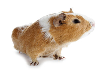 Guinea pig little pet rodent