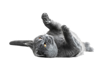 Playful British Shorthair cat, isolated on a white background