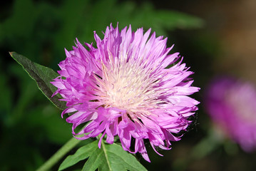Fototapeta premium Close-up of blue cornflower (Centaurea) in flowerbed