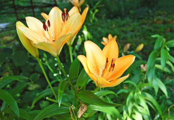 Beautiful fresh yellow lily in the flowerbed