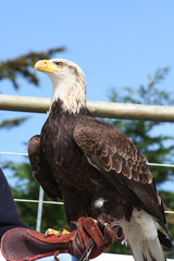 aigle royal