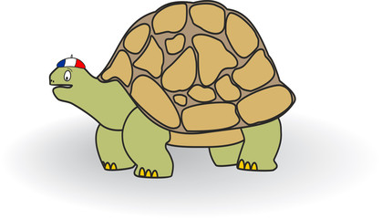 tortoise