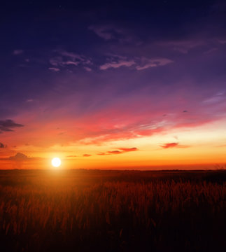 Fototapeta sunset in the field