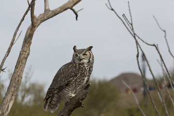 Watchful Great Horned Owl