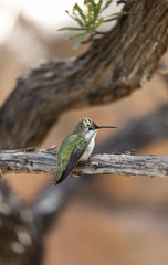 Perched Hummingbird