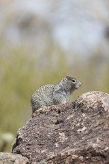 Naklejka na ściany i meble Ground squirrel in Arizona