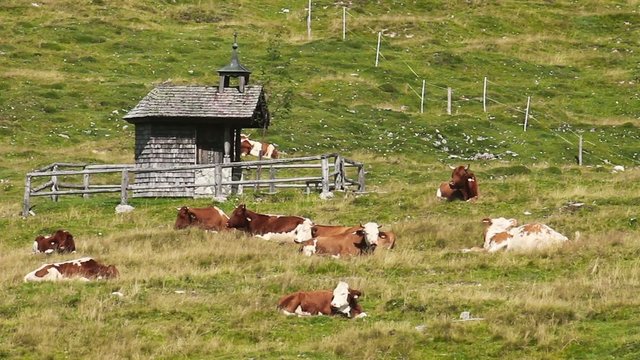 Cattle