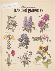 Obraz premium florist's placard with 9 vintage garden flowers