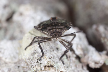 Shield bug on tree, extreme close up with high magnifcation