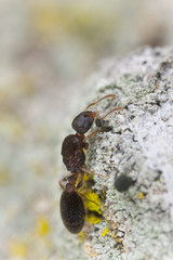 Ant on wood with lichen, extreme close-up