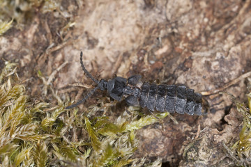 European lesser Glow worm, Phosphaenus hemipterus