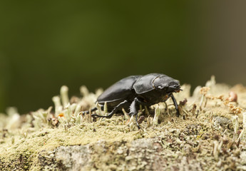 Female Stag beetle, Lucanus cervus on oak, macro photo