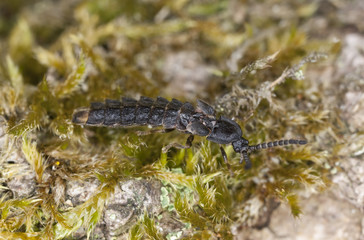 European lesser Glow worm, Phosphaenus hemipterus