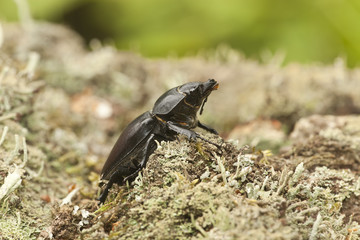 Female Stag beetle, Lucanus cervus on oak, macro photo