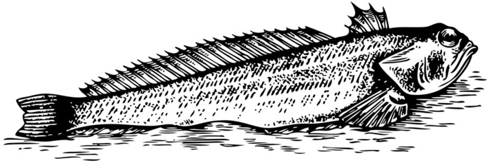 Fish Trachinus lying on the ground