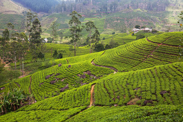Tea plantation