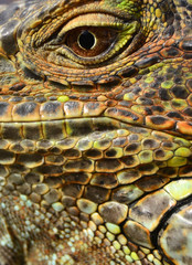 Green Iguana